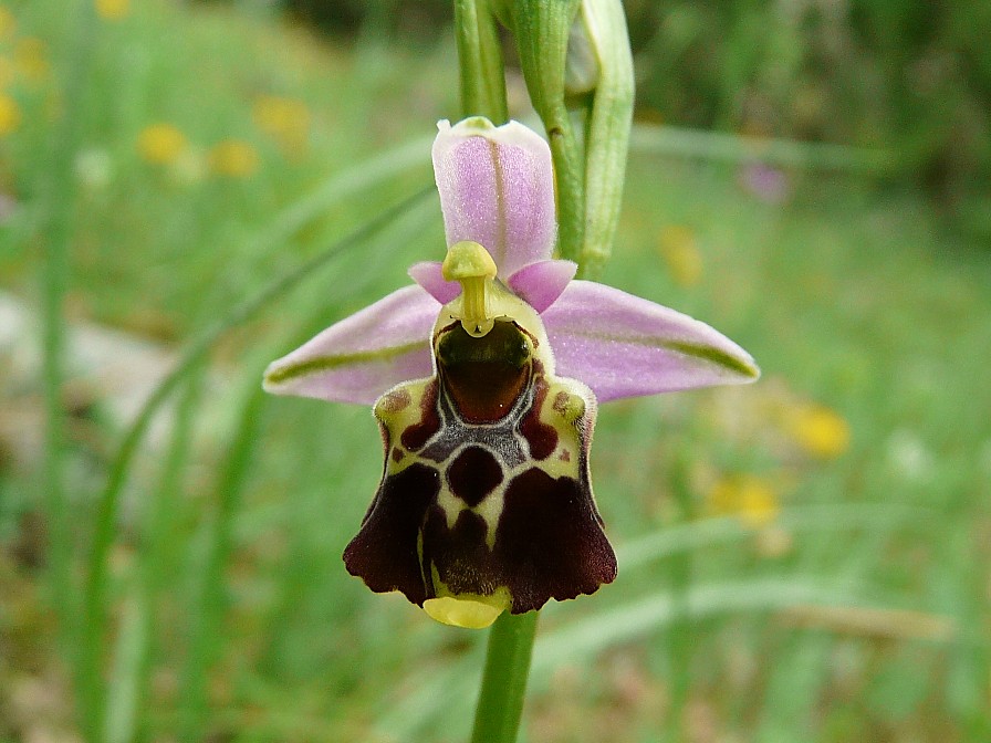 Variabilita'' di Ophrys holosericea (=O. fuciflora)....